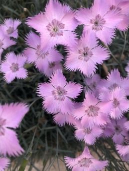 Escort Cherkasy : Fainochka – photo 1